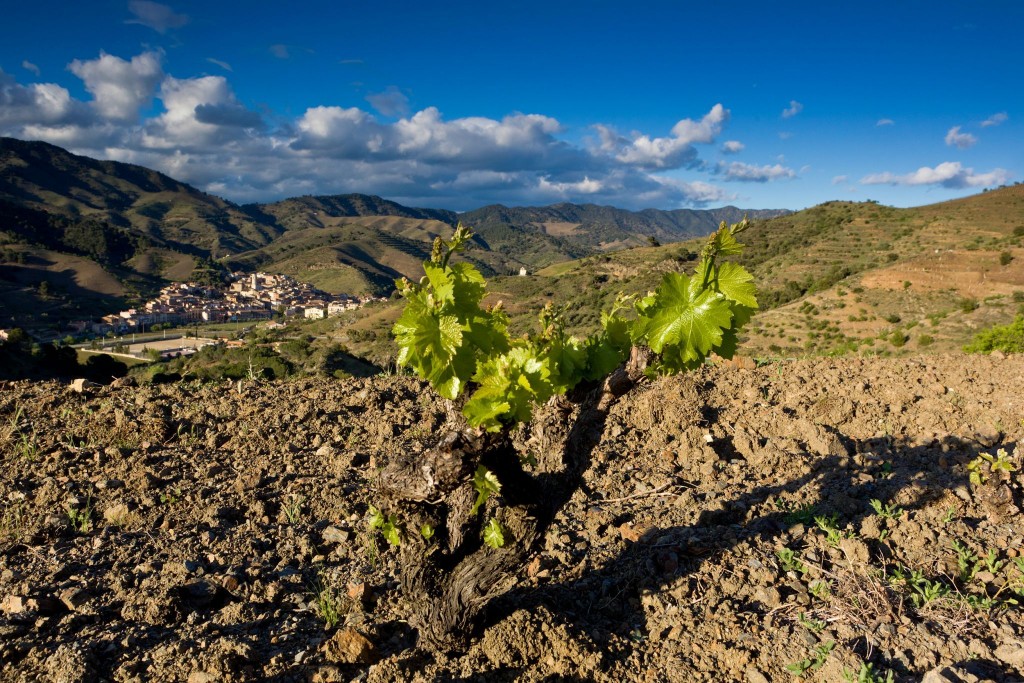 DOQPriorat026 1024x683 1